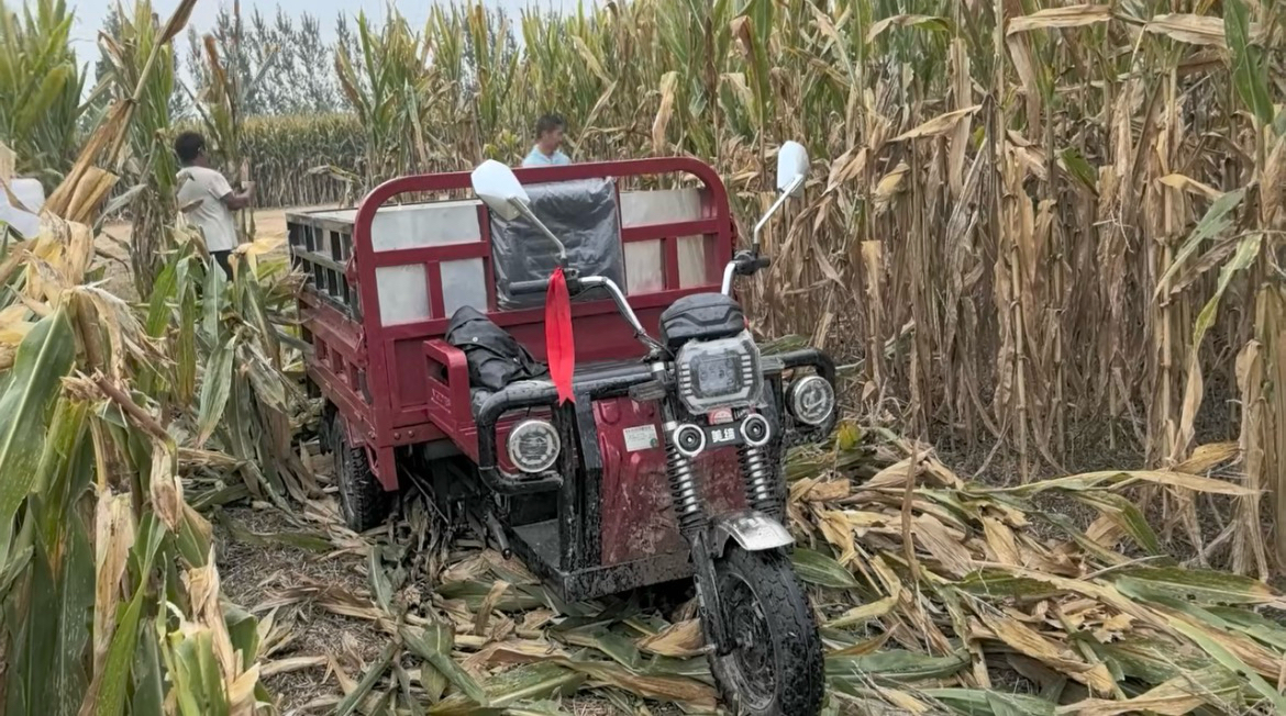 Electric cargo tricycles working on farmland and fruit orchard, heavy load three wheel electric vehicles for agricultural harvesting and goods delivery