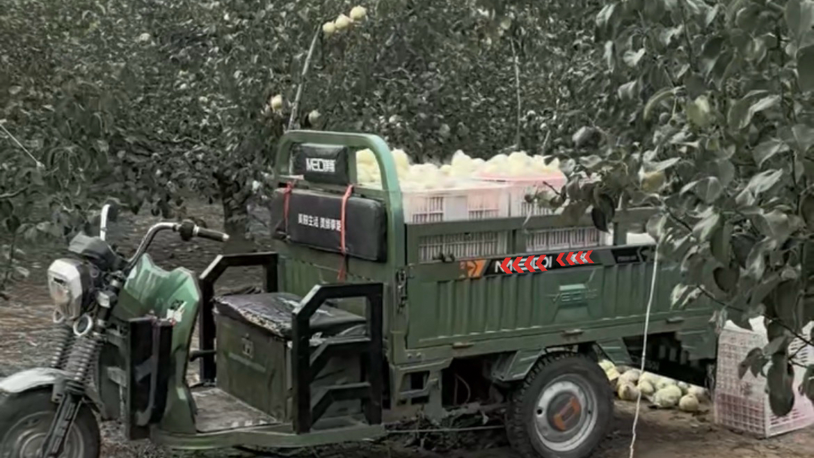 Electric cargo tricycles working on farmland and fruit orchard, heavy load three wheel electric vehicles for agricultural harvesting and goods delivery
